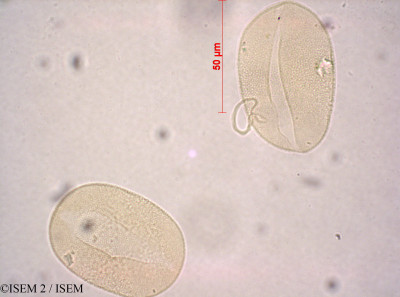 ISEM 2/Aloe_davyana_37750/Aloe_davyana_37750_0001(copy)_thumb.jpg